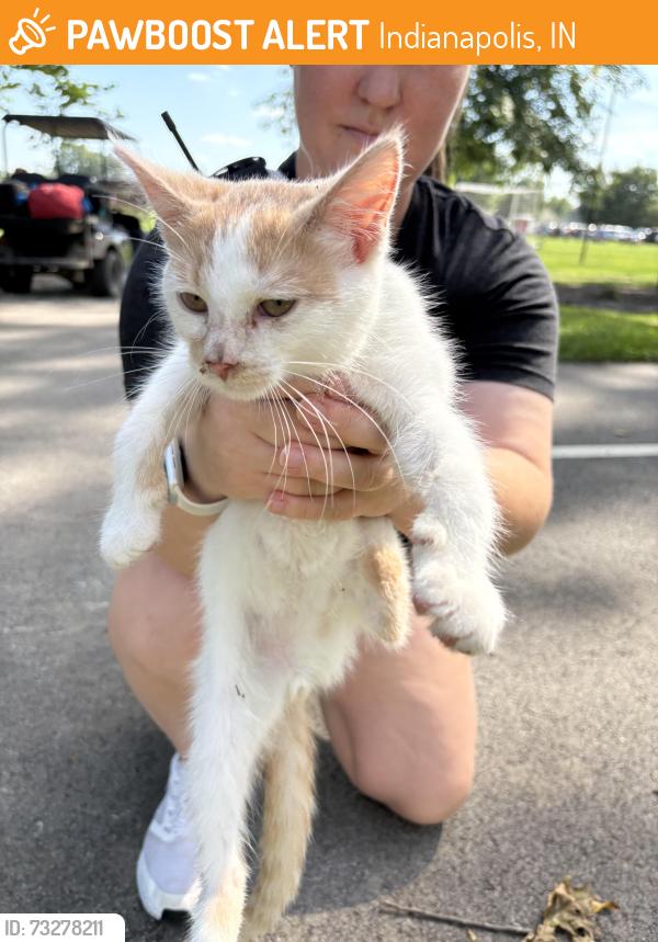 Found/Stray Male Cat last seen Near Chapel Rock Church on trail, Indianapolis, IN 46214