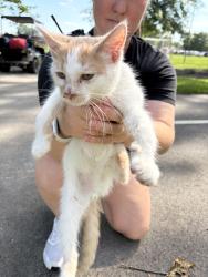 Found/Stray Male Cat last seen Near Chapel Rock Church on trail, Indianapolis, IN 46214