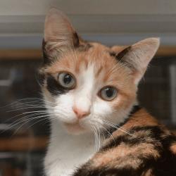 Shelter Stray Female Cat last seen , 3173 K-68 Hwy, Ottawa, KS 66067, USA