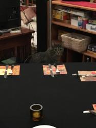 Lost Male Cat last seen Sonora Parkway & Kyle Seale Parkway, Helotes, TX 78023