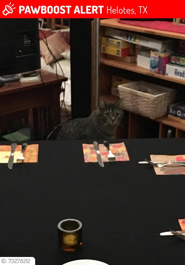 Lost Male Cat last seen Sonora Parkway & Kyle Seale Parkway, Helotes, TX 78023