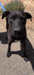 Found/Stray Male Dog last seen Garden bar rd, Lincoln, CA 95648