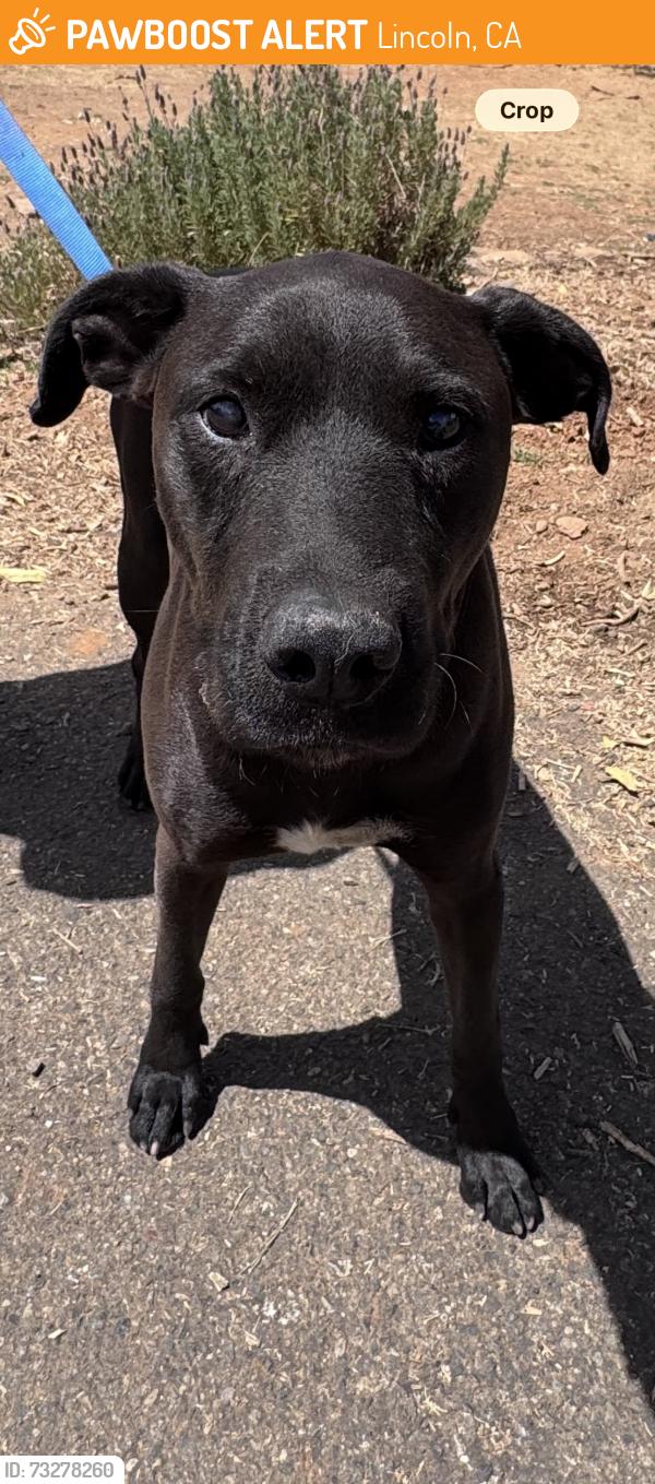 Found/Stray Male Dog last seen Garden bar rd, Lincoln, CA 95648