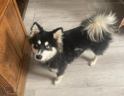 Reunited Male Dog last seen Foster St/Broad st Rural Hall, Rural Hall, NC 27045
