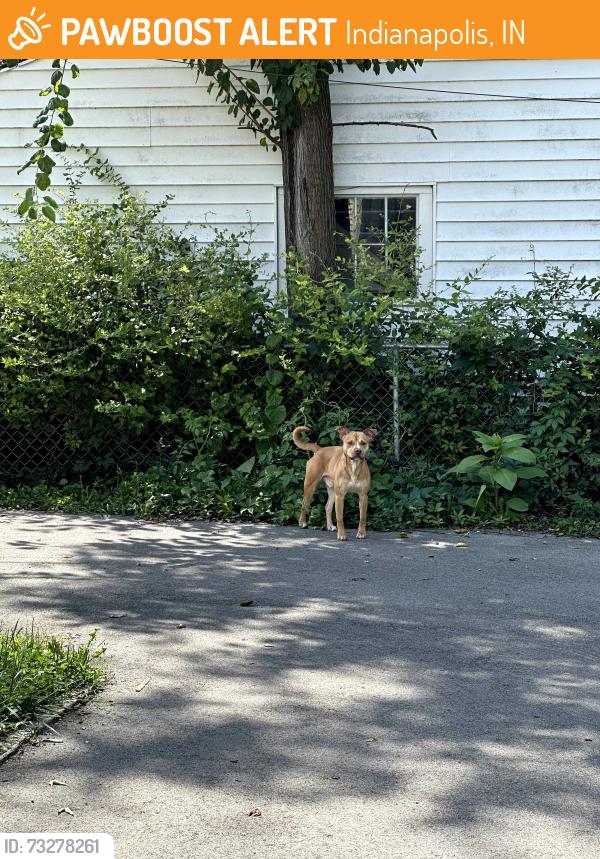 Found/Stray Male Dog last seen 48th and Allisonville, Indianapolis, IN 46205