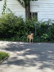 Found/Stray Male Dog last seen 48th and Allisonville, Indianapolis, IN 46205