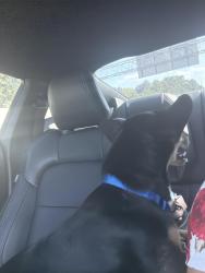 Reunited Male Dog last seen Crossville rd, Roswell, GA 30075