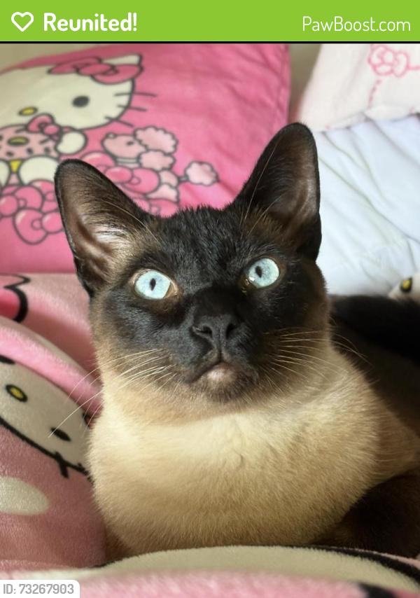Reunited Male Cat last seen Near E El Norte Pkwy Sunset Terrance mobile homes, Escondido, CA 92027