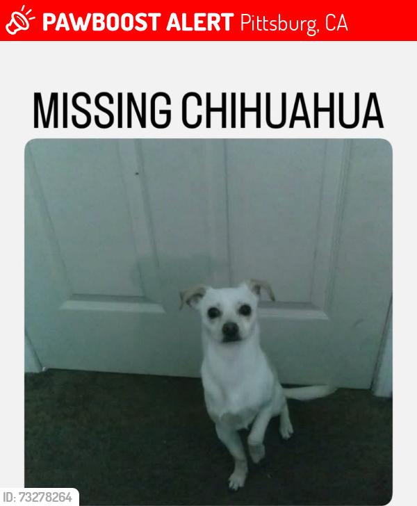 Lost Male Dog last seen E 10th and cutter, Pittsburg, CA 94565