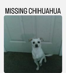Lost Male Dog last seen E 10th and cutter, Pittsburg, CA 94565