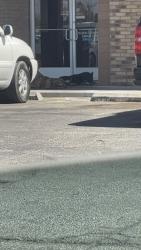 Found/Stray Unknown Dog last seen Burger King, Odessa, TX 79763
