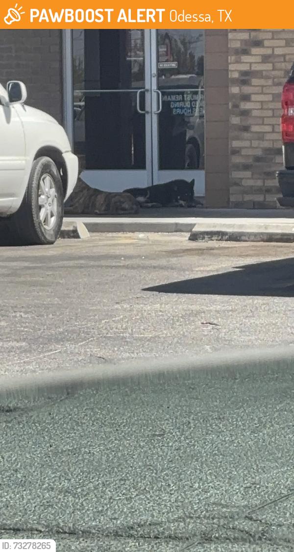 Found/Stray Unknown Dog last seen Burger King, Odessa, TX 79763