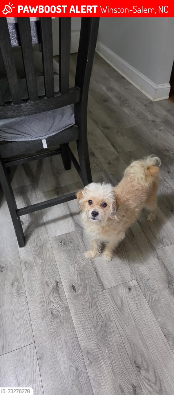 Lost Female Dog last seen Germanton Road, Winston-Salem, NC 27105