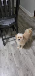 Lost Female Dog last seen Germanton Road, Winston-Salem, NC 27105