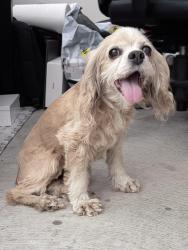 Reunited Female Dog last seen Oak Mist Ln, Magnolia, TX 77354