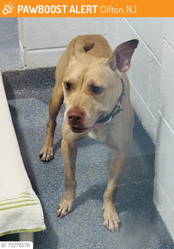 Found/Stray Male Dog last seen East 3rd Clifton, Clifton, NJ 07011