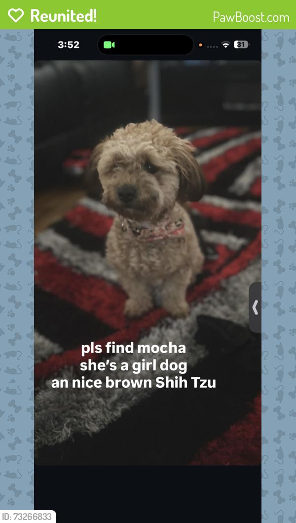 Reunited Female Dog last seen near appleton over by mcdonalds, Milwaukee, WI 53218