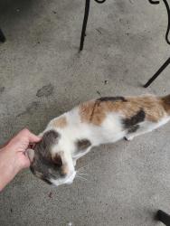 Found/Stray Female Cat last seen Pennsylvania, Cincinnati, OH 45226