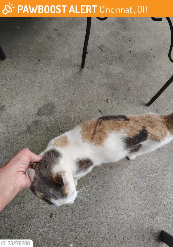 Found/Stray Female Cat last seen Pennsylvania, Cincinnati, OH 45226