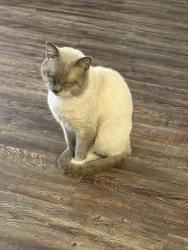 Lost Male Cat last seen Near S Shartel Ave, Oklahoma City, OK 73139, Oklahoma City, OK 73139