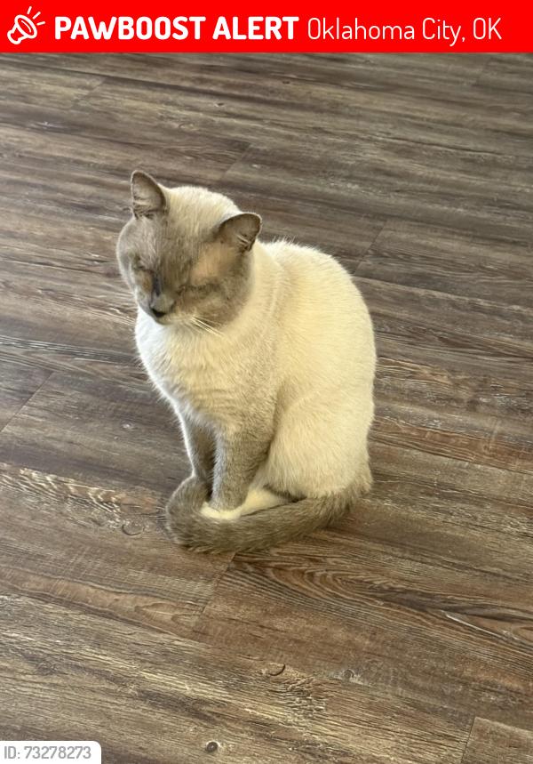 Lost Male Cat last seen Near S Shartel Ave, Oklahoma City, OK 73139, Oklahoma City, OK 73139