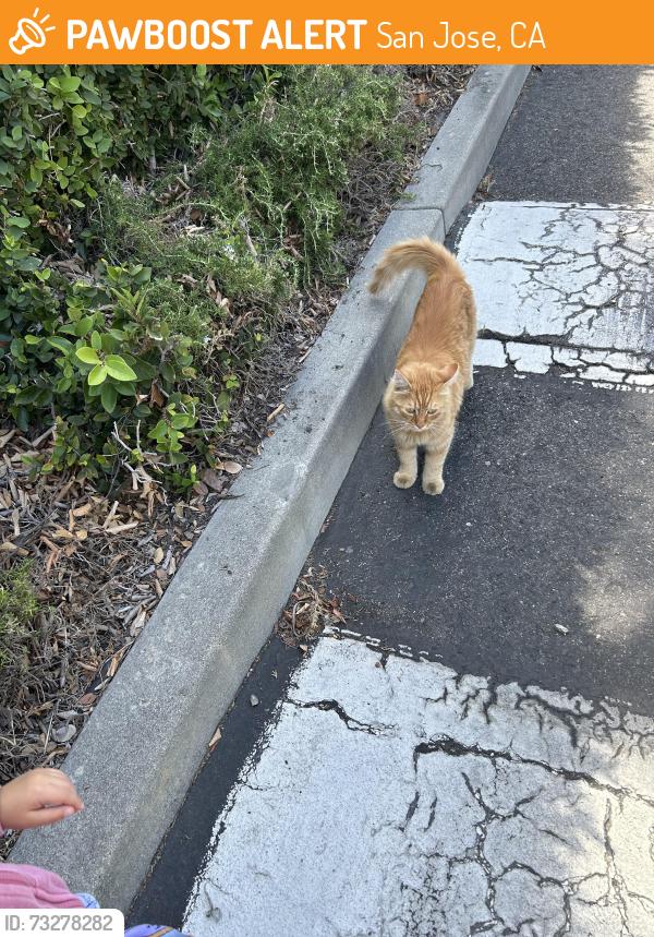 Found/Stray Unknown Cat last seen sands dr, San Jose, CA 95125