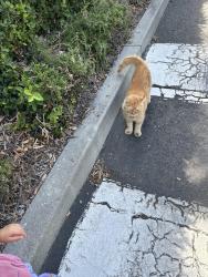 Found/Stray Unknown Cat last seen sands dr, San Jose, CA 95125