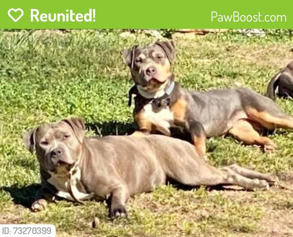 Reunited Female Dog last seen VCA Ringgold, Ringgold, GA 30736