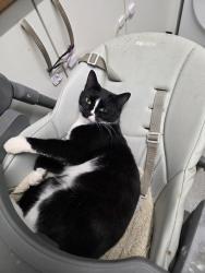 Lost Female Cat last seen Pershore, Greater London, England SM5 1JJ