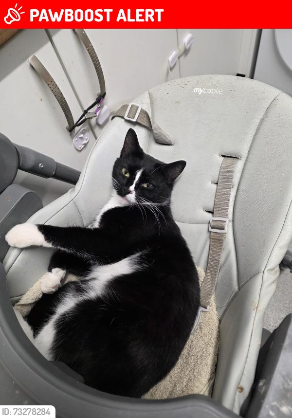 Lost Female Cat last seen Pershore, Greater London, England SM5 1JJ