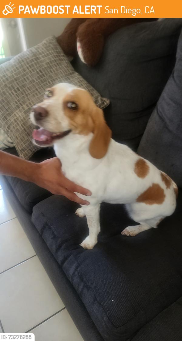 Found/Stray Female Dog last seen Dairy Mart Rd & San Ysidro Blvd, San Diego, CA 92173