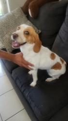 Found/Stray Female Dog last seen Dairy Mart Rd & San Ysidro Blvd, San Diego, CA 92173