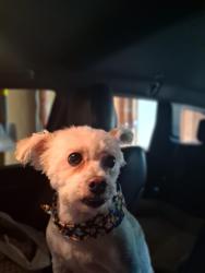 Reunited Male Dog last seen St. Mary Magdalene Church, Joliet, IL 60433