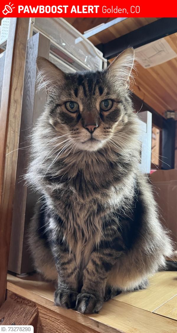 Lost Male Cat last seen Gap & Stanton (Coal Creek Canyon), Golden, CO 80403