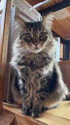 Lost Male Cat last seen Gap & Stanton (Coal Creek Canyon), Golden, CO 80403