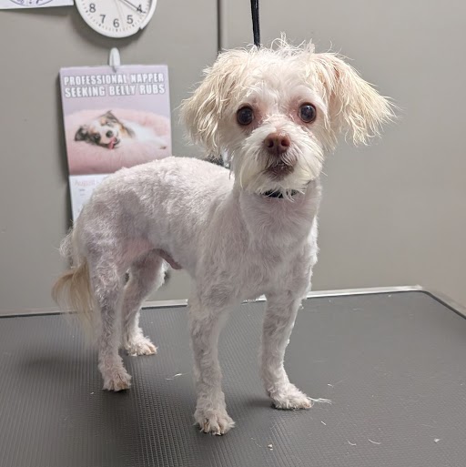 Shelter Stray Male Dog last seen Near BLOCK POANA AVE, NORTH LAS VEGAS NV 89032, 655 N Mojave Rd, Las Vegas, NV 89101, USA
