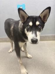 Shelter Stray Male Dog last seen Near BLOCK BLEDSOE LN, LAS VEGAS NV 89156, 655 N Mojave Rd, Las Vegas, NV 89101, USA