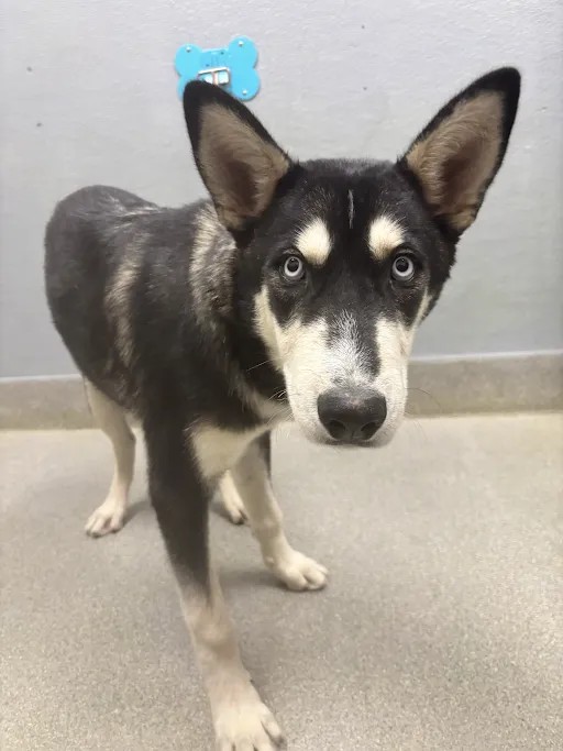 Shelter Stray Male Dog last seen Near BLOCK BLEDSOE LN, LAS VEGAS NV 89156, 655 N Mojave Rd, Las Vegas, NV 89101, USA