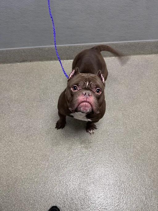 Shelter Stray Male Dog last seen Near BLOCK BOULDER HWY, LAS VEGAS NV 89122, 655 N Mojave Rd, Las Vegas, NV 89101, USA