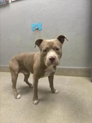 Shelter Stray Male Dog last seen CASCO WAY | SUNBEAM DR, 655 N Mojave Rd, Las Vegas, NV 89101, USA