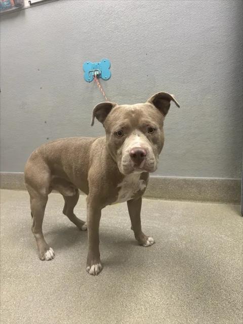 Shelter Stray Male Dog last seen CASCO WAY | SUNBEAM DR, 655 N Mojave Rd, Las Vegas, NV 89101, USA