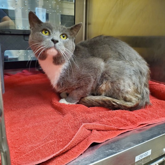 Shelter Stray Male Cat last seen Near BLOCK N BROADWAY AVE, WICHITA KS 67219, 3303 N Hillside St, Wichita, KS 67219, USA