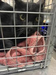 Shelter Stray Male Cat last seen Near BLOCK E MESQUITE AVE, LAS VEGAS NV 89101, 655 N Mojave Rd, Las Vegas, NV 89101, USA