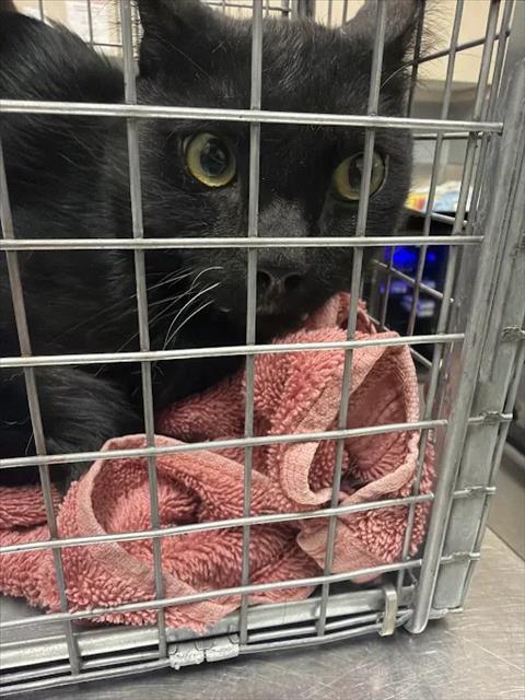 Shelter Stray Male Cat last seen Near BLOCK E MESQUITE AVE, LAS VEGAS NV 89101, 655 N Mojave Rd, Las Vegas, NV 89101, USA