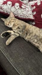 Reunited Female Cat last seen Mosspark lane, Fort Worth, TX 76123