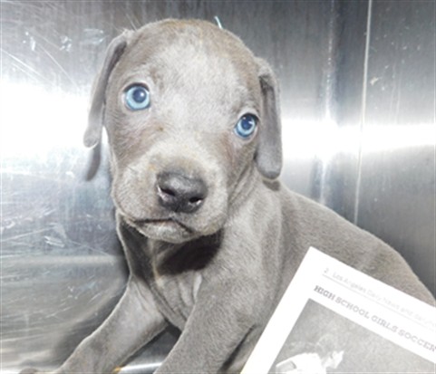 Shelter Stray Male Dog last seen , West Valley Animal Shelter, 20655 Plummer St, Chatsworth, CA 91311, USA