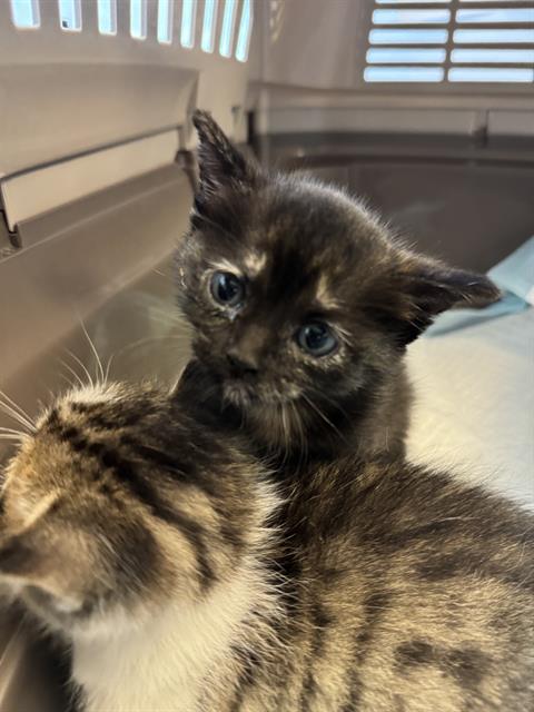 Shelter Stray Female Cat last seen Near BLOCK W HAVEA CIR, 4522 W 3500 S, West Valley City, UT 84120, USA