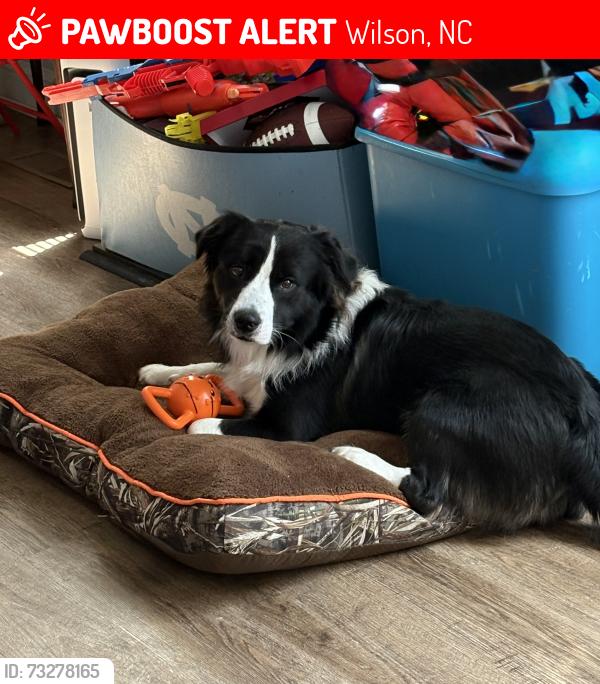 Lost Male Dog last seen Wedgewood Golf Course, Wilson, NC 27893