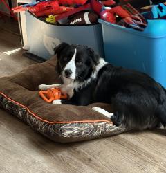 Lost Male Dog last seen Wedgewood Golf Course, Wilson, NC 27893