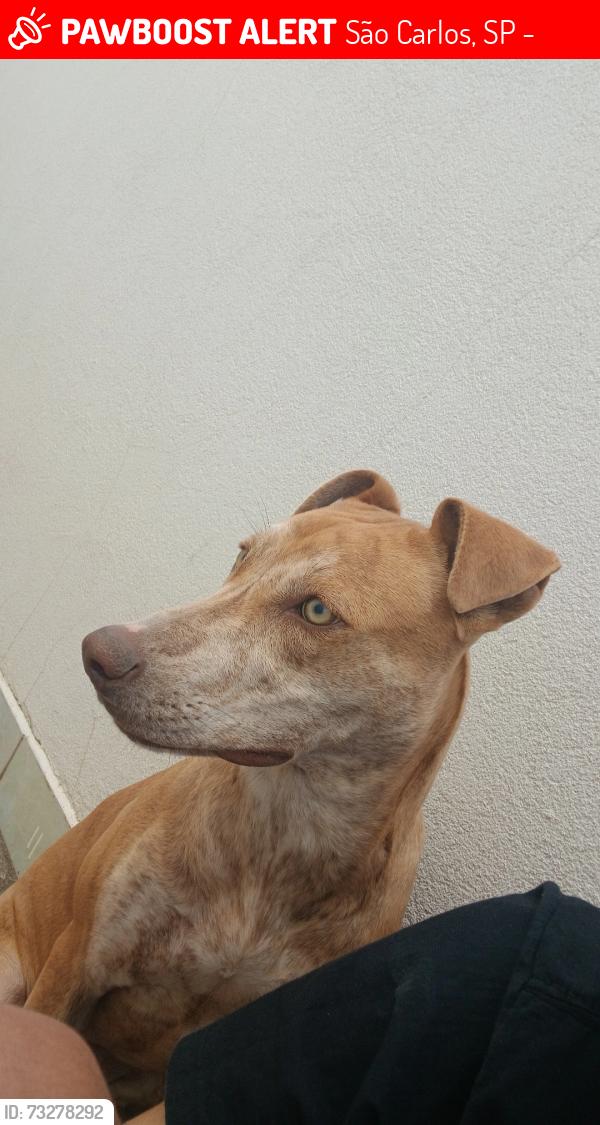 Lost Female Dog last seen Rua Quintino Bocaiúva, São Carlos, SP 13574-003